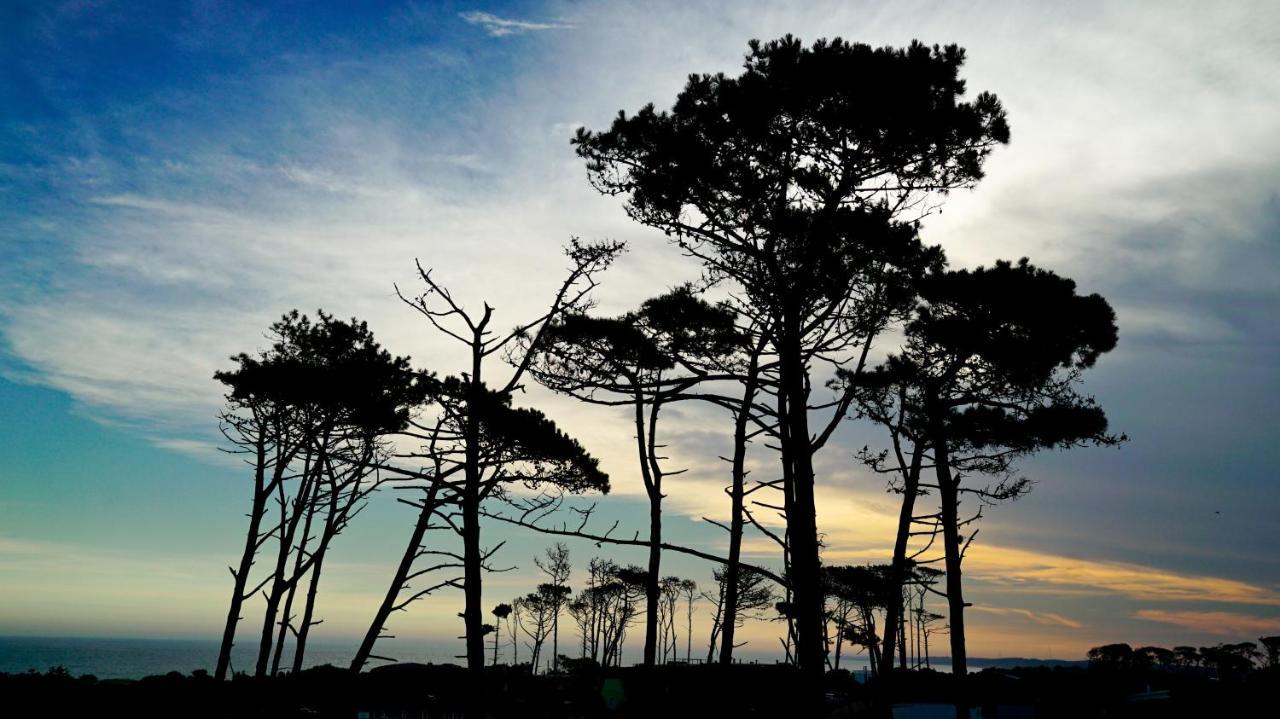 Casagrande Hotel & Beach Club José Ignacio Exterior foto Monterey cypress trees at Point Arena, California